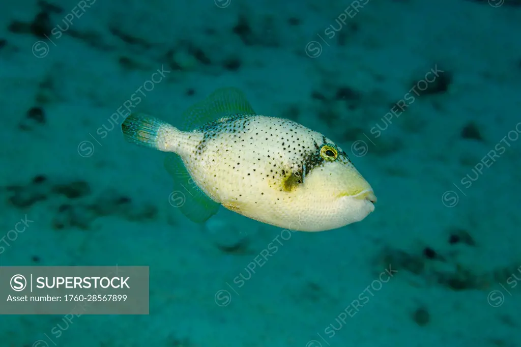 This is the juvenile or sub-adult stage of the Yellow-margin triggerfish (Pseudobalistes flavimarginatus). This species can be found in the shallows o...