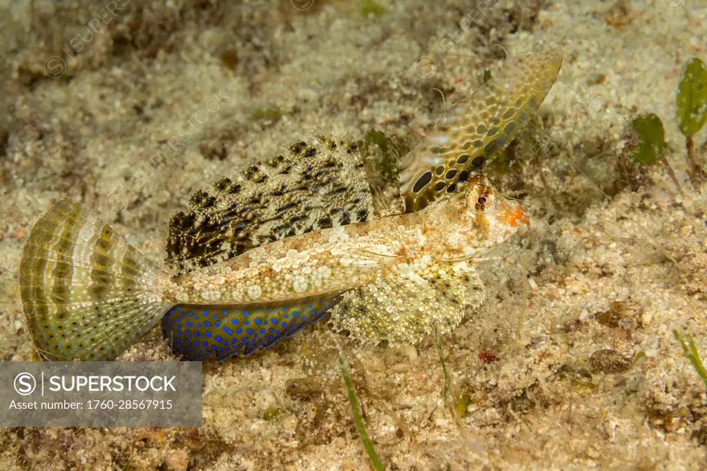 The Orange and black dragonet (Dactylopus kuiteri) is sometimes confused with the fingered dragonet, Dactylopus dactylopus. Both fingered and Kuiter's...