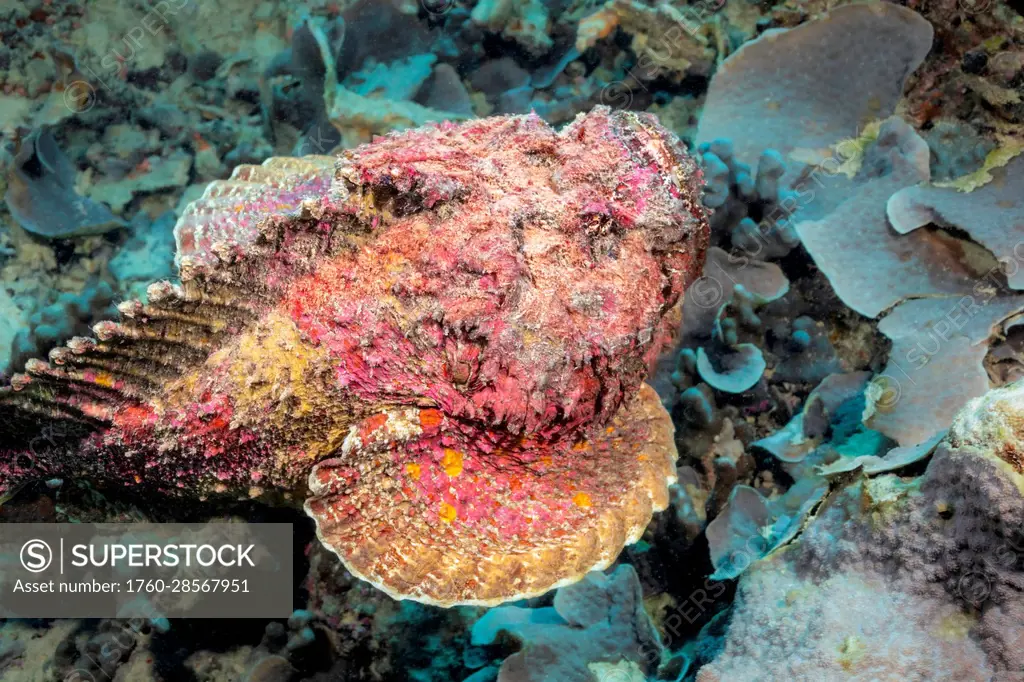 The stonefish (Synanceia verrucosa) is one of the most dangerous creatures on tropical reefs. This species is capable of inflicting a painful, heart s...