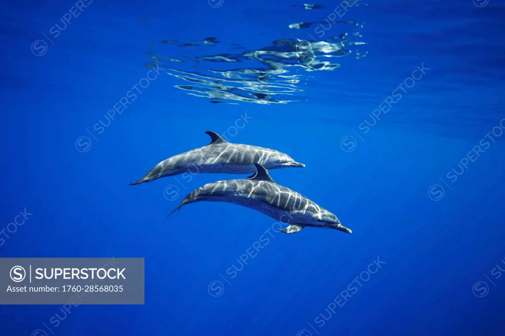 Pantropical spotted dolphins (Stenella attenuata) in open ocean; Hawaii, United States of America