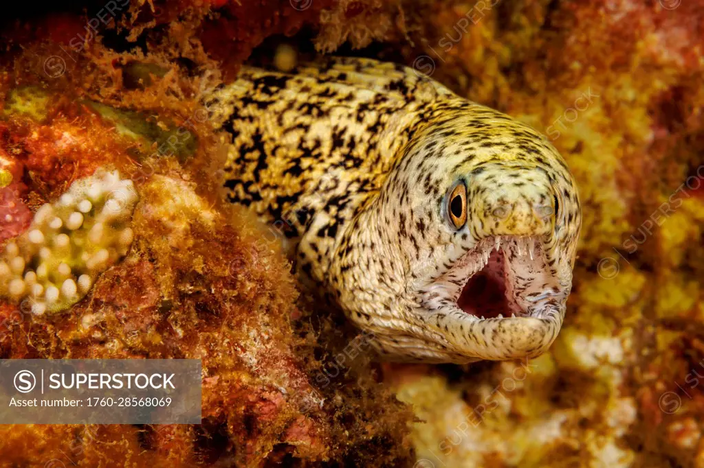 A look at the very capable teeth in the jaw of a Stout moray (Gymnothorax eurostus); Hawaii, United States of America