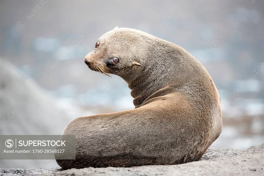 This young Guadalupe Fur Seal (Arctocephalus townsendi) on a beach; Guadalupe Island, Mexico