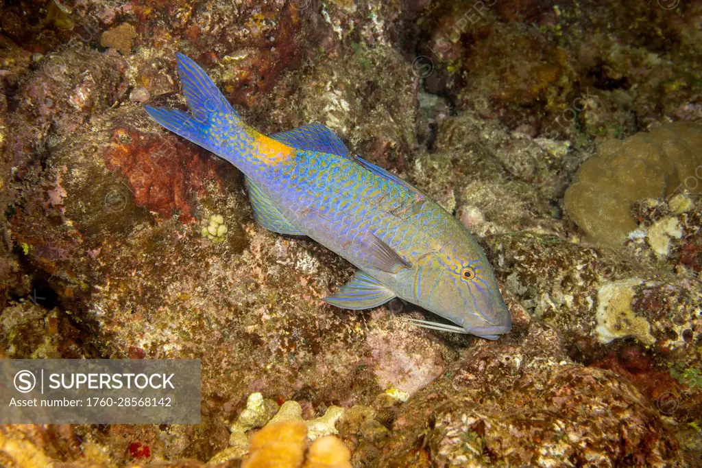 The Blue goatfish (Parupeneus cyclostomus) is also known as the yellow or goldsaddle goatfish; Hawaii, United States of America
