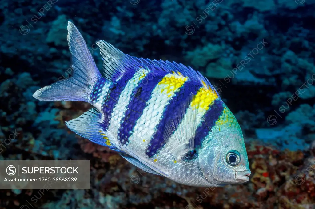The Indo-Pacific sergeant major (Abudefduf vaigiensis) is a recent arrival to the waters around Hawaii; Hawaii, United States of America