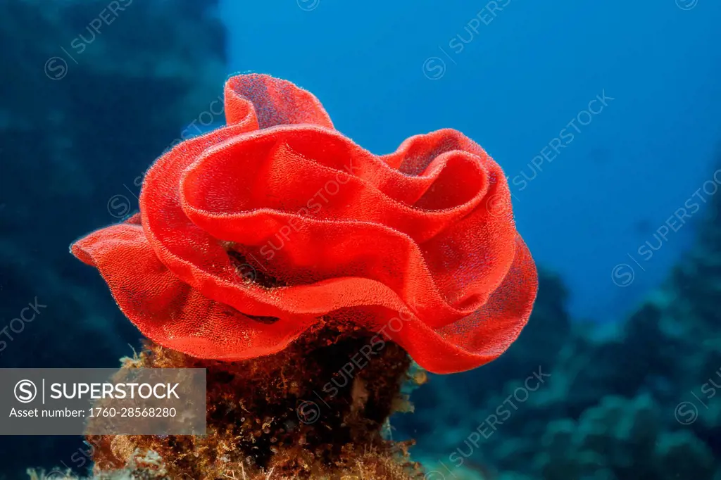 Red egg mass of the Spanish Dancer Nudibranch (Hexabranchus sanguineus); Hawaii, United States of America