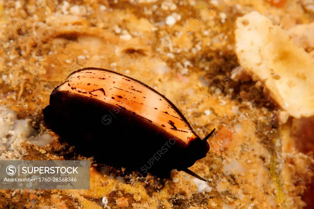 Isabella's cowry (Cypraea Isabella) with the animal partially covering the shell; Hawaii, United States of America