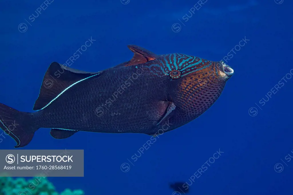 Fish, such as this Black triggerfish (Melichthys niger) often yawn or stretch their jaws regularly during the day. They are also known as black durgon...
