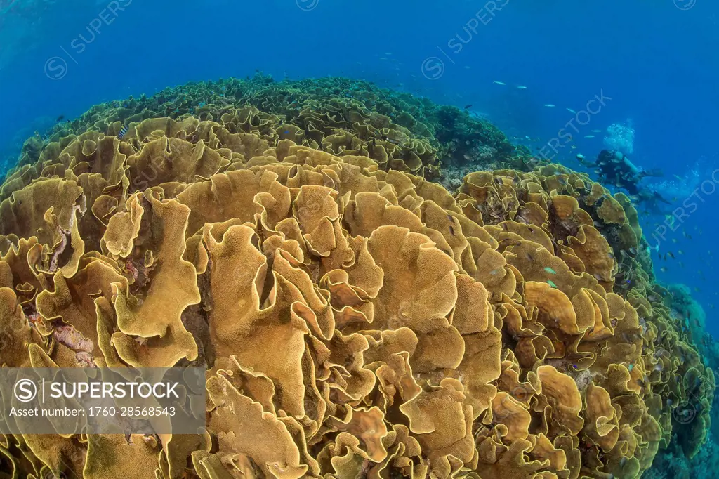 This substantial colony of lettuce coral (Turbinaria sp.) forms a large section of the reef in shallow water in order to utilize as much sunlight as p...