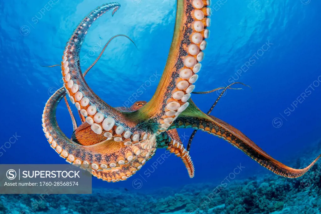 Day octopus (Octopus cyanea) is also known as the Big blue octopus. It occurs in both the Pacific and Indian Oceans, from Hawaii to the eastern coast ...