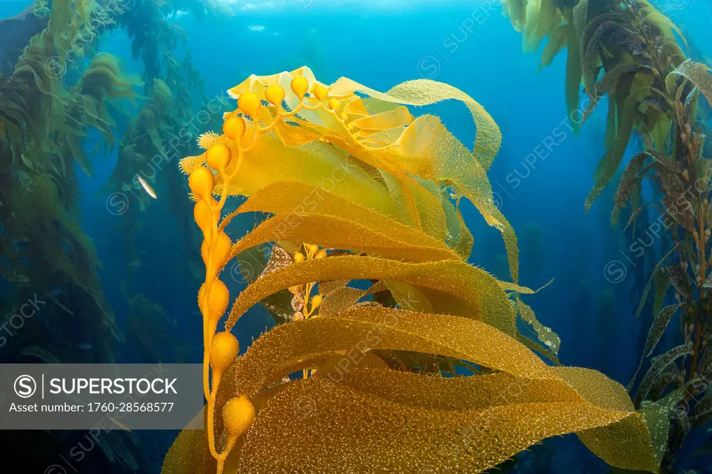 Air bladders lift strands of Giant kelp (Macrocystis pyrifera) toward the surface off Santa Barbara Island, California, USA; California, United States...