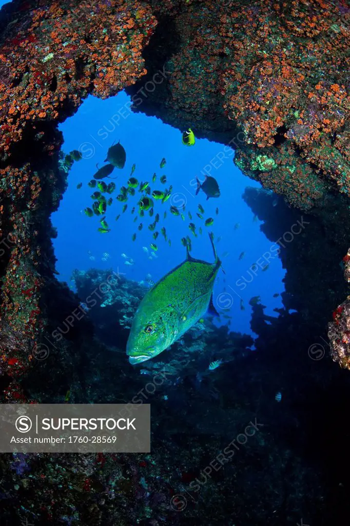 Hawaii, Lanai, Bluefin trevally or jack caranx melampygus framed in the center of hard coral.