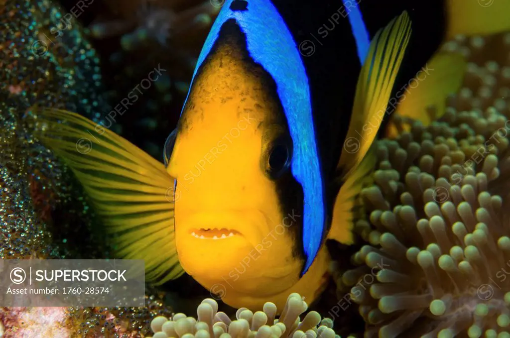 Fiji, This orange_fin anemonefish Amphiprion chrysopterus is pictured over it´s host anemone.