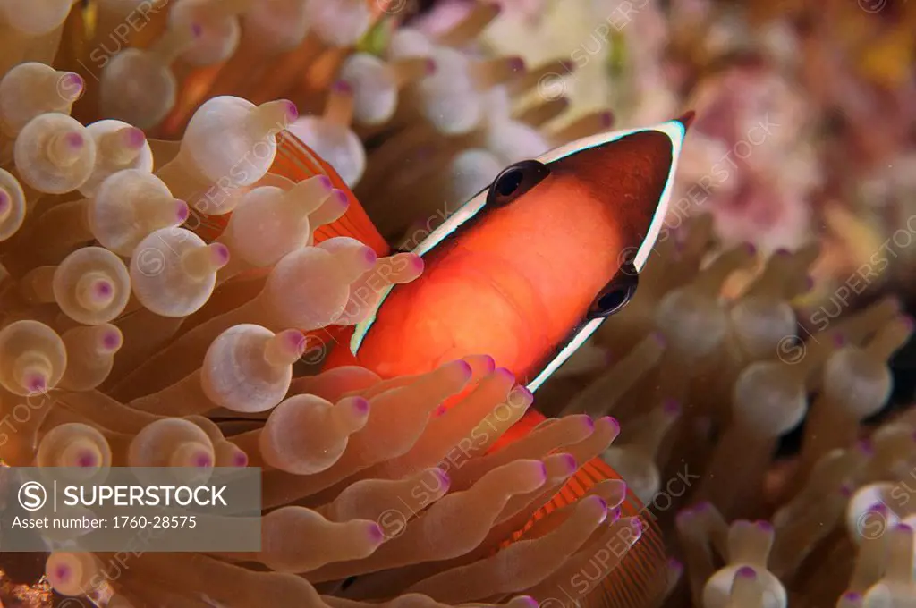 Indonesia, Sulawesi, Wakatobi, Spine_cheek anemonefish Premnas biaculeatus hiding in anemone.