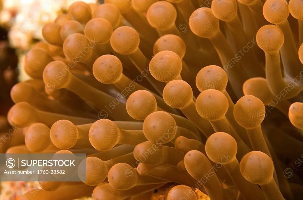 Fiji, Bega Lagoon, Bubble tip anemone.