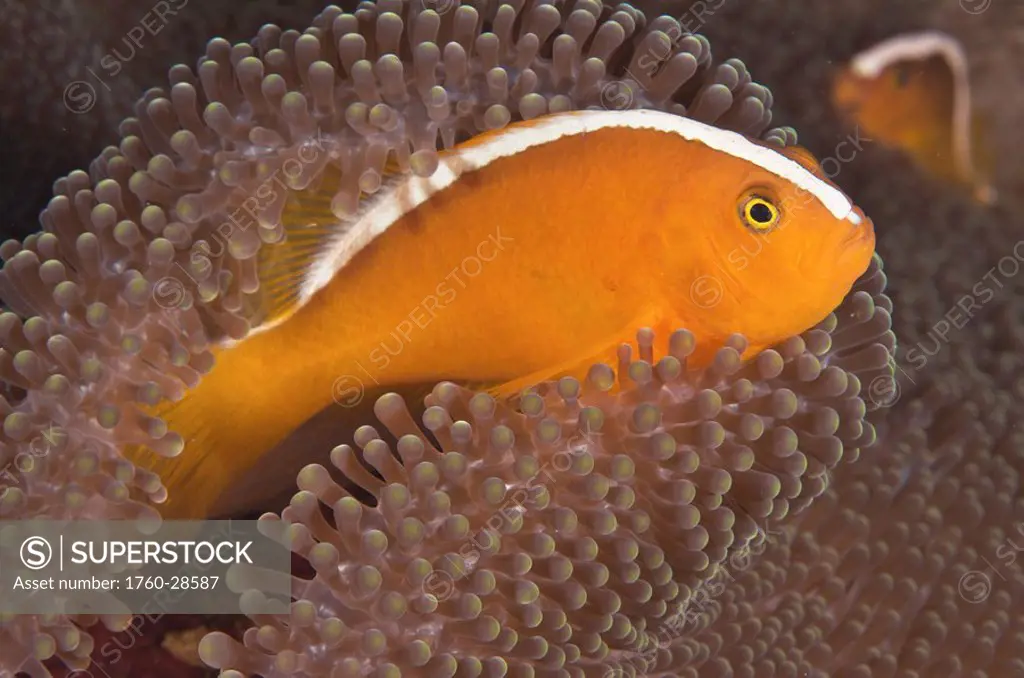 Indonesia, Sulawesi, Wakatobi, Pink Skunk Clownfish Amphiprion Perideraion.