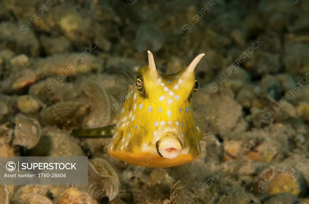 Indonesia, Sulawesi, Long Horn Cowfish Lactoria comuta