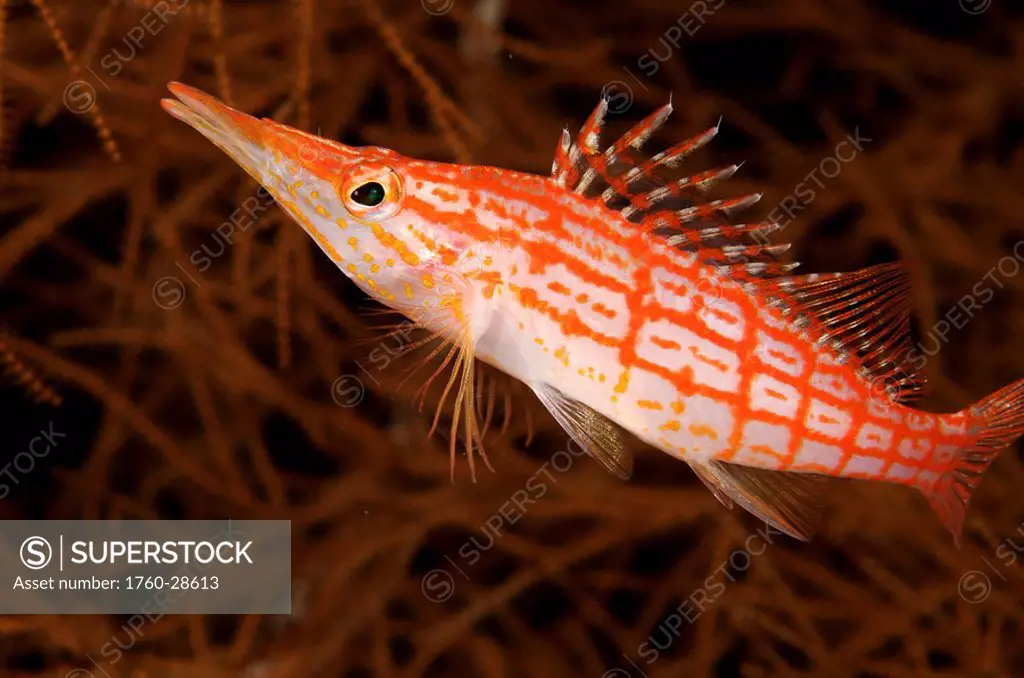 Indonesia, Sulawesi, Longnose hawkfish Oxycirrhites typus.