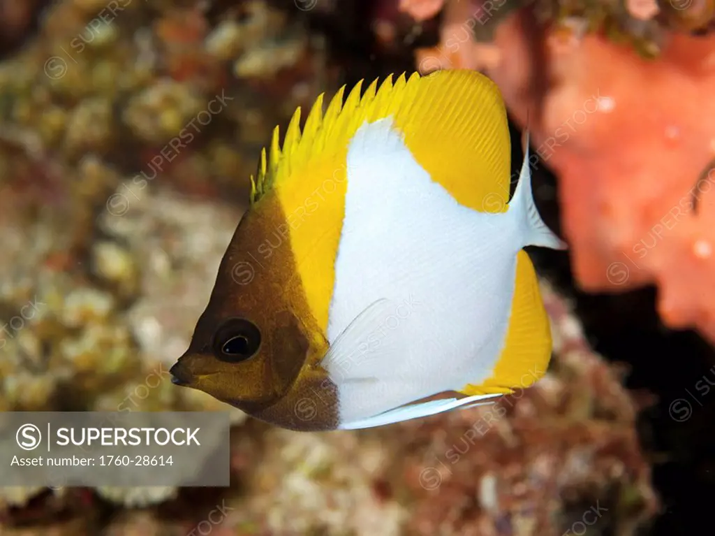 Indonesia, Sulawesi, Pyramid Butterfly Fish Hemitaurichthys polylepis