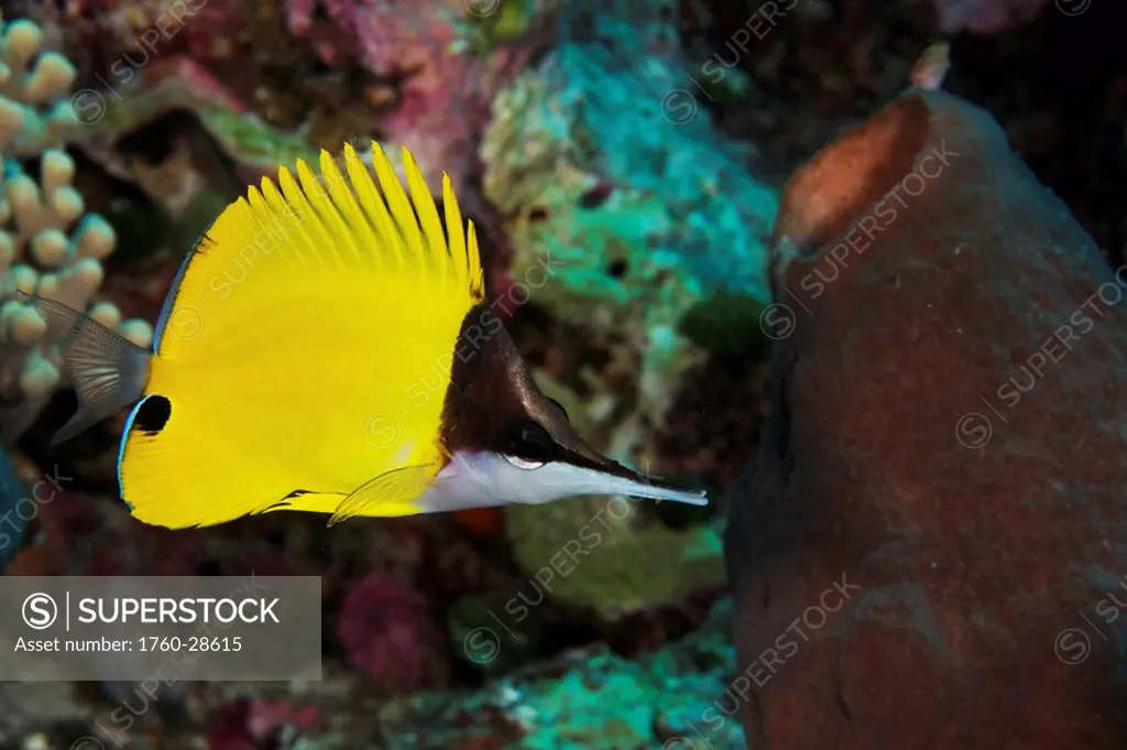 Indonesia, Sulawesi, Longnose butterfly fish Forcipiger flavissimus