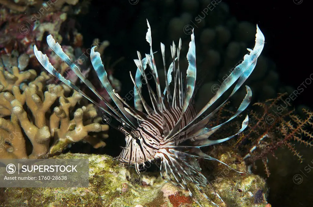 Indonesia, Sulawesi, Lionfish pterois volitans floating peacefully in the dark.