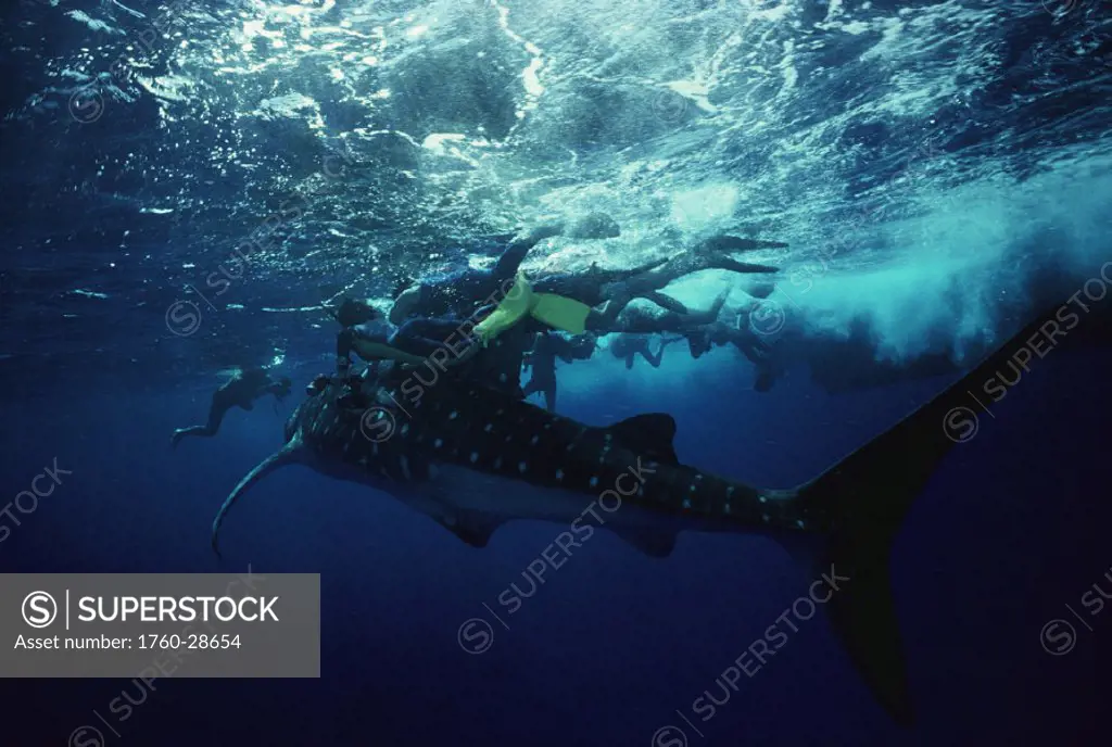 Hawaii, Divers ride a Whale Shark near ocean surface, boat visible from underwater.
