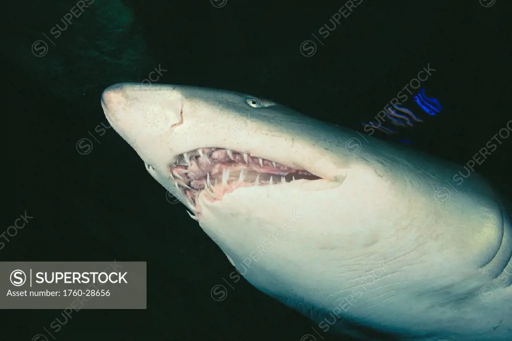Sand tiger shark, grey nurse shark (Eugomphodus taurus) Australia