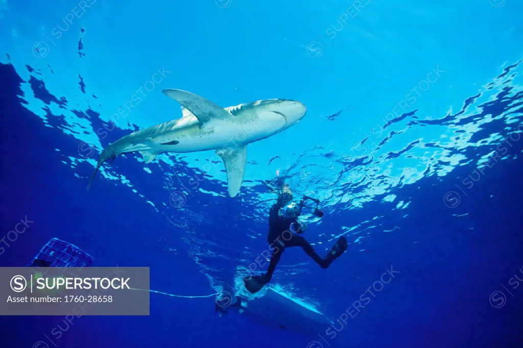 Male Oceanic whitetip shark (Carcharhinus longimanus) w/ diver and bait