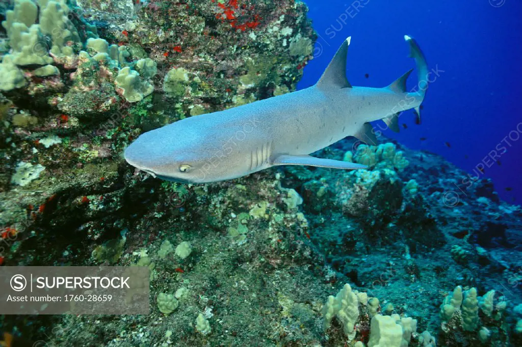 Hawaii, Whitetip reef shark (Triaenodon obesus)