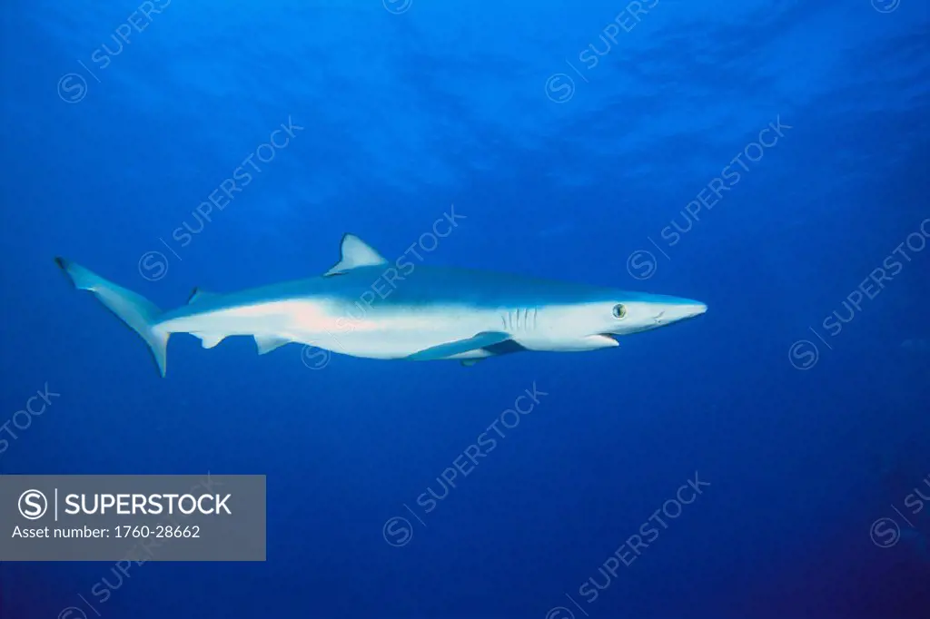 California, Blue Shark (Prionace glauca) clear blue water nr surface, side view