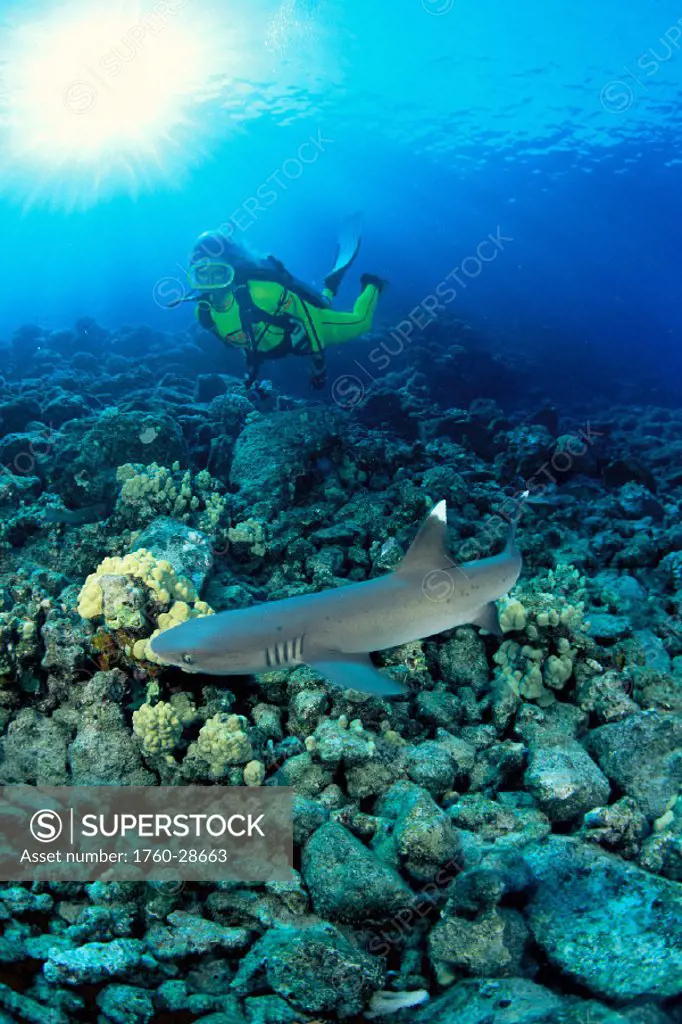 Hawaii, Diver and whitetip reef shark (Triaenodon obesus) reef scene