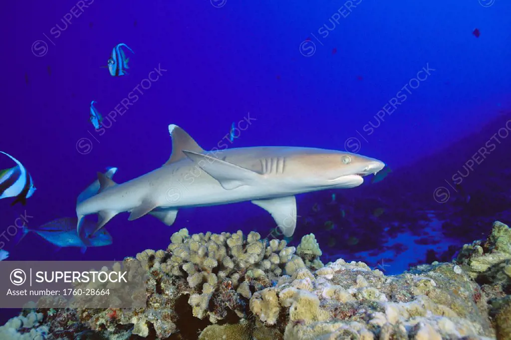 Hawaii, Whitetip reef shark (Triaenodon obesus) side view of shark