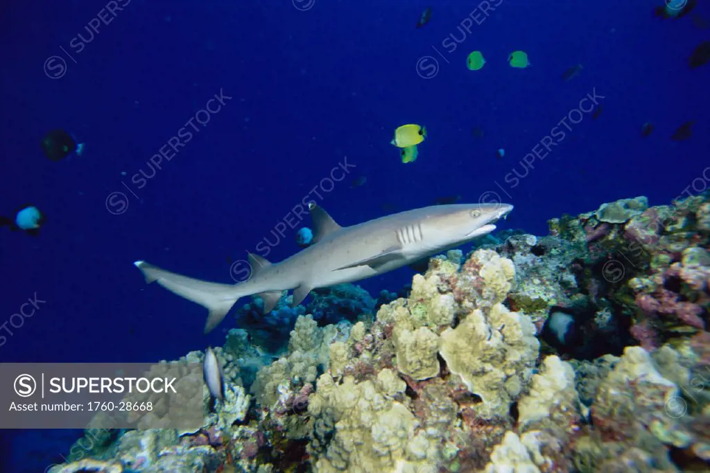 Hawaii, Whitetip reef shark (Triaenodon obesus) over coral reef, side view