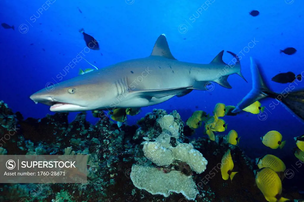 Hawaii, Whitetip reef sharks (Triaenodon obesus) and reef fish, closeup side angled vu