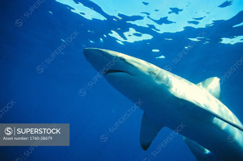 S. Australia, Bronze Whaler Shark nr surface, side angle (Carcharhinus brachyurus)