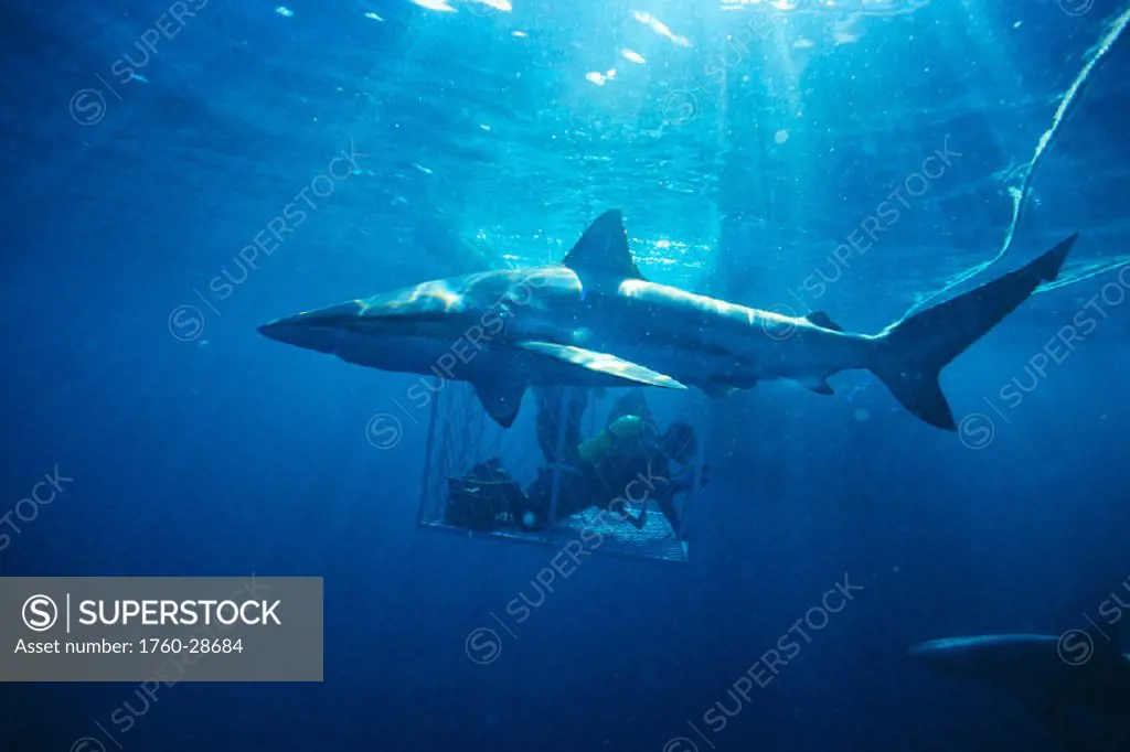AUST, Bronze Whaler shark foreground, divers in dive cage bkgd, sun shining thru (Carcharhinus brachyurus)