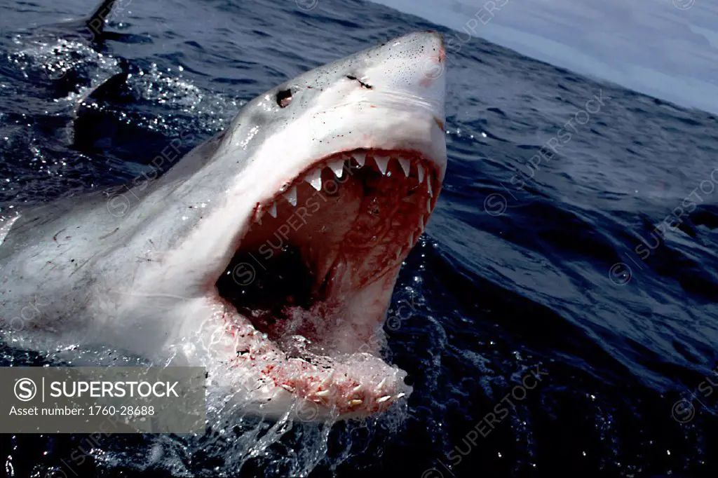 South Africa, Great White Shark charging at surface w/ mouth open Carcharodon carcharias E-1108