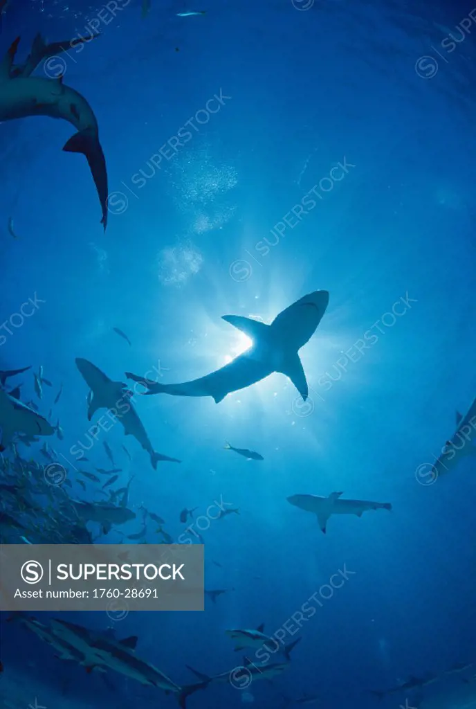 Upward vu of Caribbean reef sharks & black tip sharks, Carcharhinus perezi & Carcharhinus limbatus, Bahamas