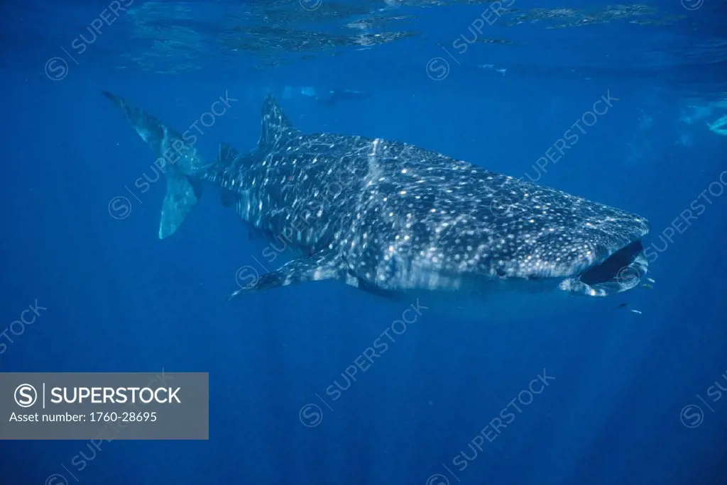 Whale shark w/ diver far behind, Rhincodon typus, W.Australia, Indian Ocean