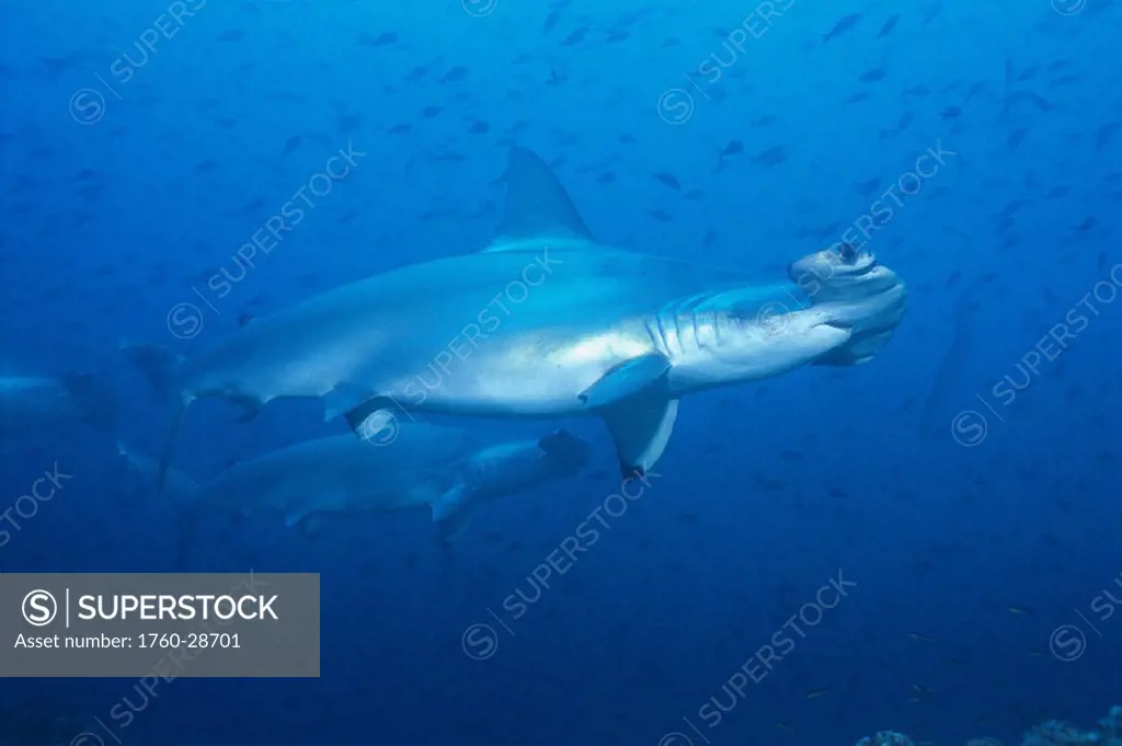 Galapagos full length side vu scalloped hammerhead sharks small fish (Sphyrna lewini) Wolf and Darwin Islands