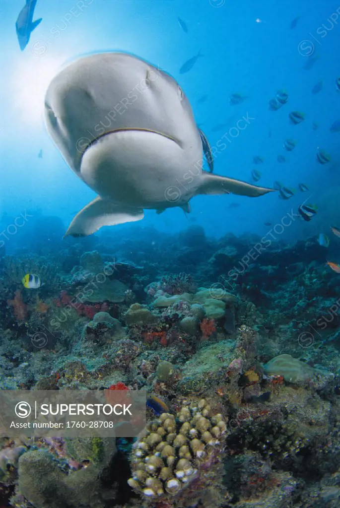 Fiji closeup underside gray reef shark (Carcharhinus amblyrhynchos) over reef scene sunburst colorful