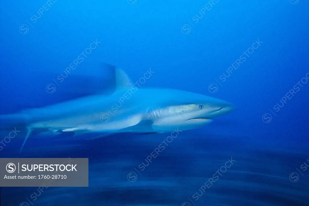Bahama Nassau Caribbean reef shark (Carcharhinus perezi) full length side view blurred motion