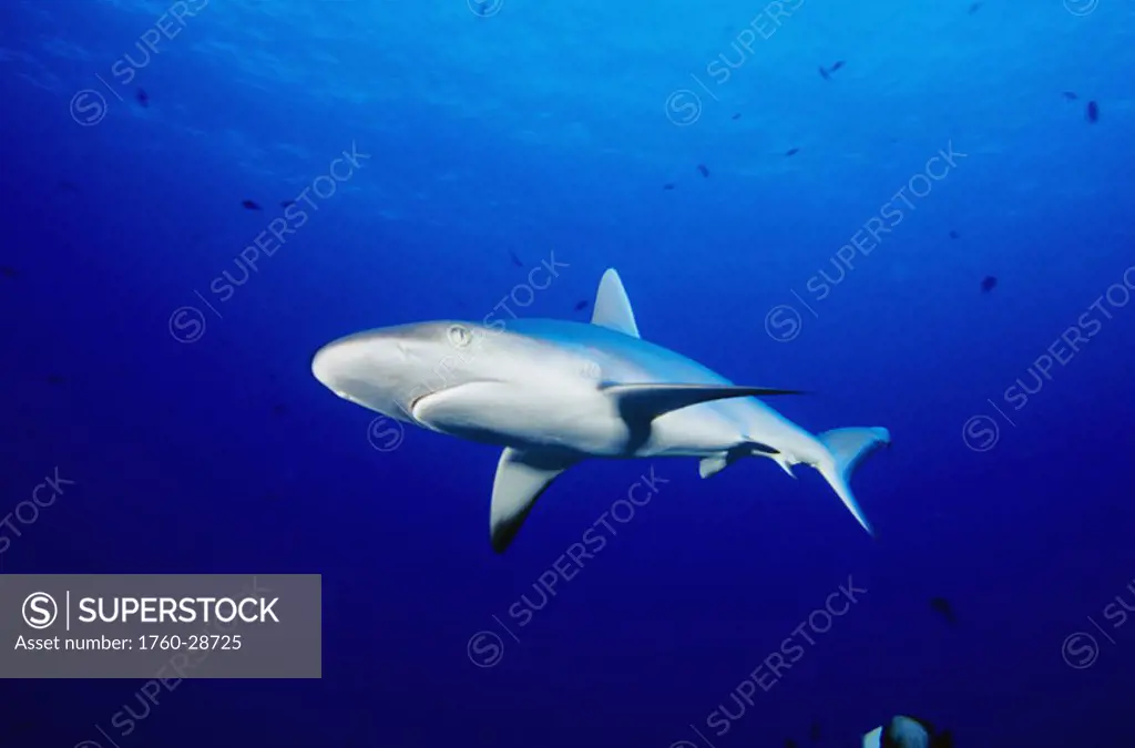 Hawaii, Gray Reef Shark (Carcharhinus amblyrhynchos) in clear blue ocean water.