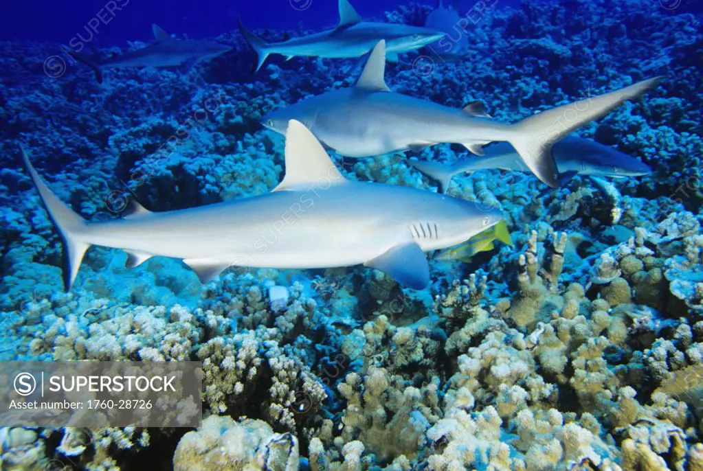 Hawaii, Gray Reef Sharks (Carcharhinus amblyrhynchos) above coral.