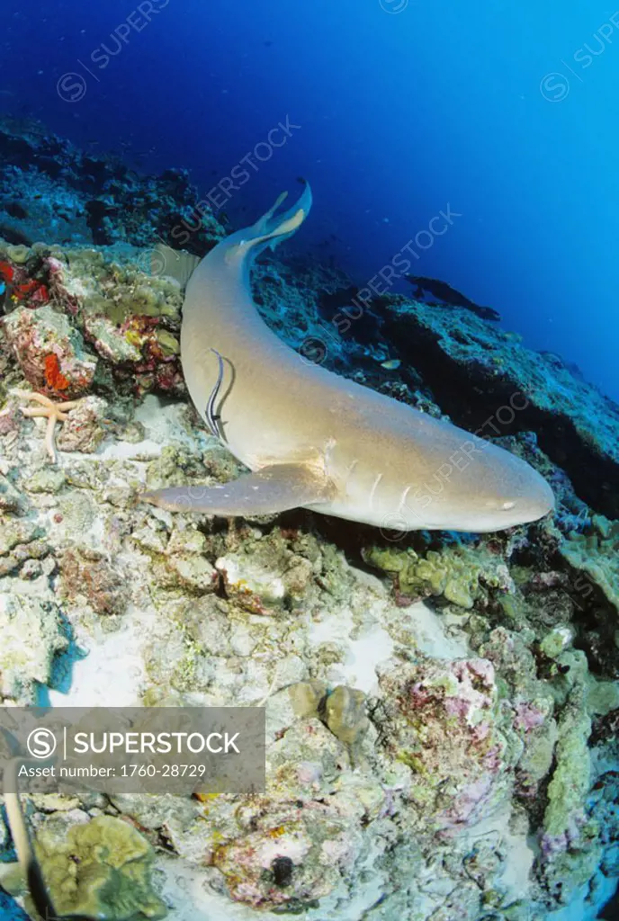 Thailand, Nurse Shark (Nebrius ferrugineus) on coral reef.