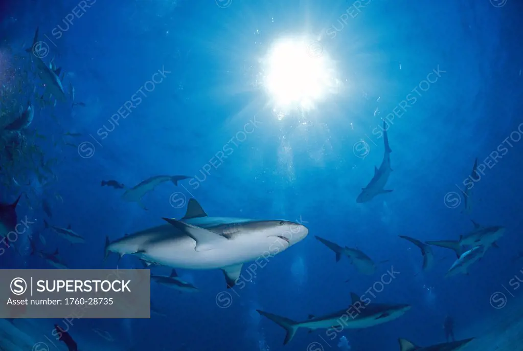 Bahama underside angle many Caribbean reef sharks swim blue ocean with sunburst Carcharhinus perezi Atlantic Ocean