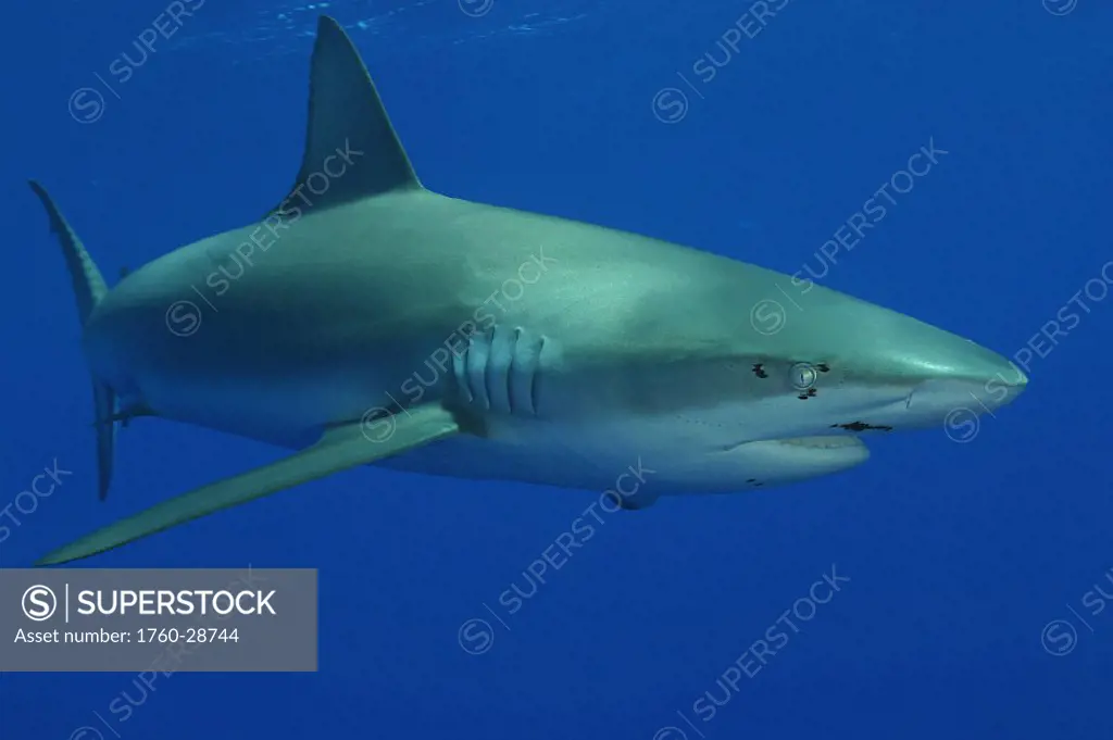Hawaii, Galapagos Shark against solid blue ocean For use up to 13x20 only