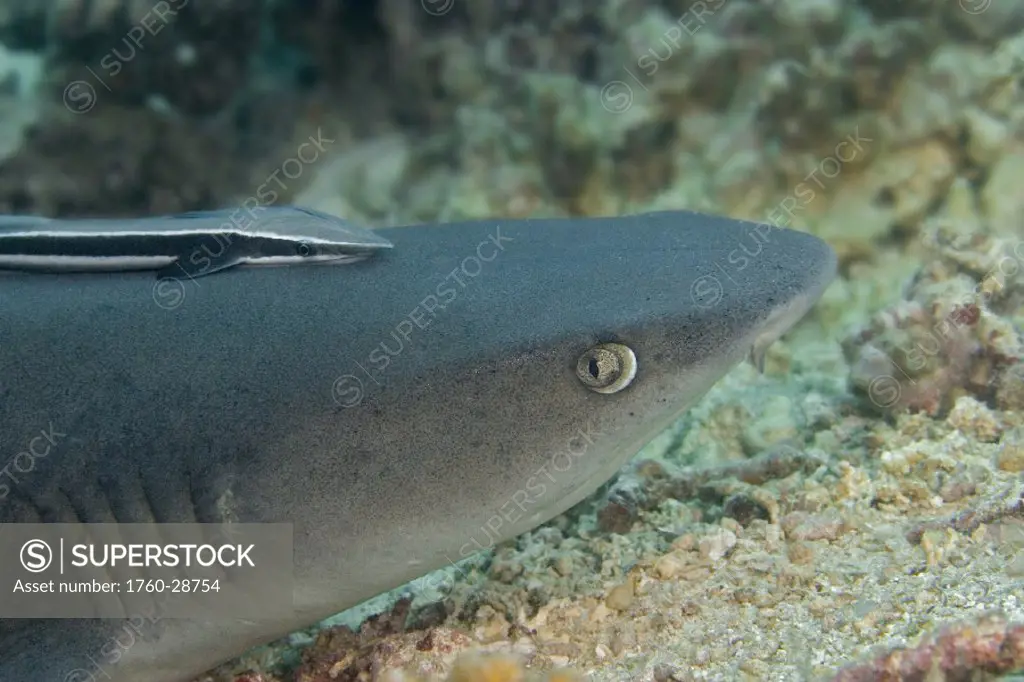 Malaysia, Whitetip reef shark (triaenodon obesus) and a remora (echeneis naucrates).