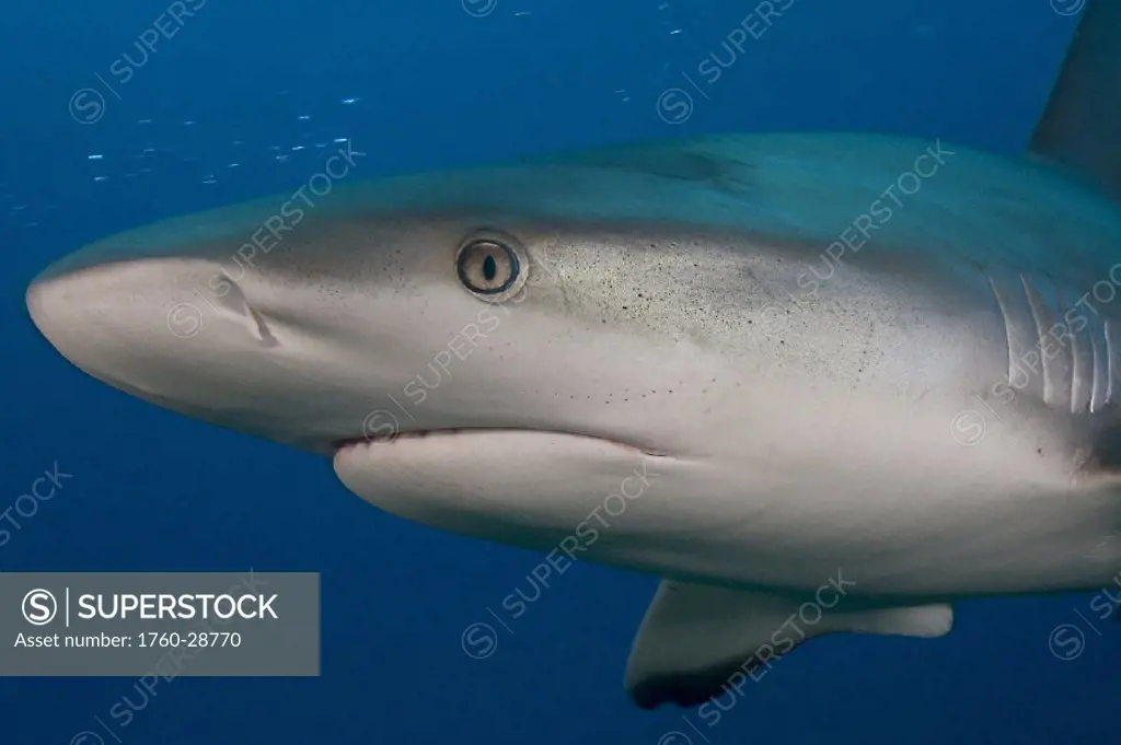 Caribbean, Bahamas, Caribbean Reef Shark (Carcharhinus perezi)