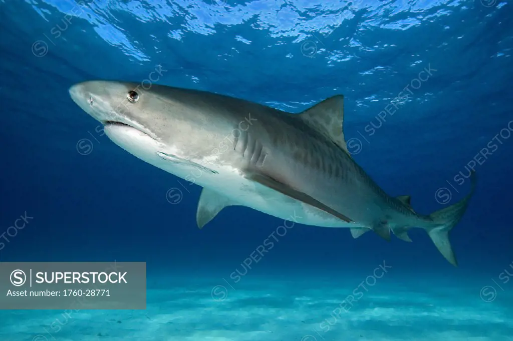 Caribbean, Bahamas, Caribbean Reef Shark (Carcharhinus perezi)