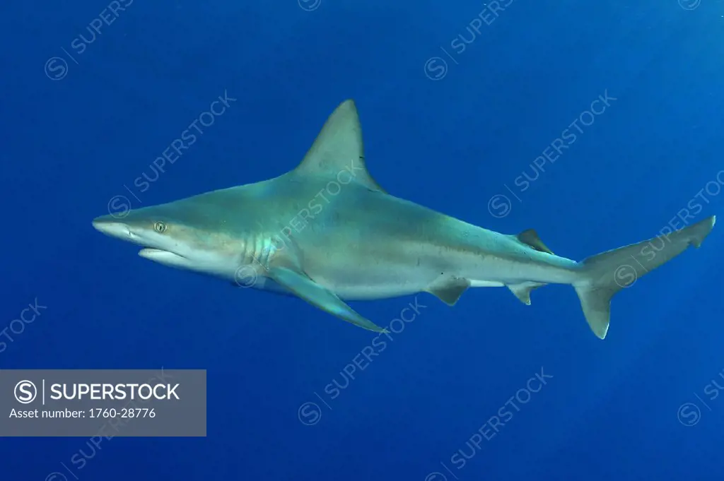 Hawaii, Sandbar shark (Carcharhinus plumbeus) swims through blue ocean